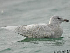 Iceland Gull