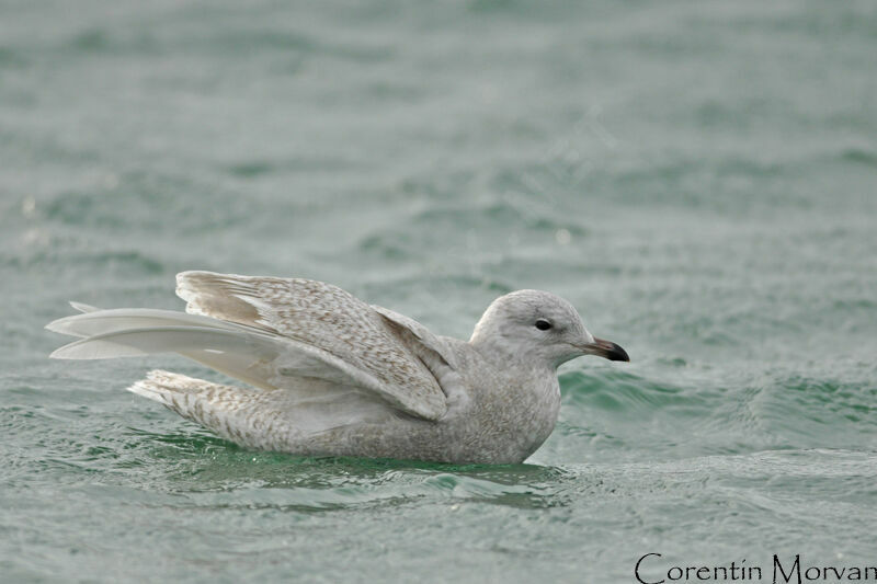 Iceland Gull