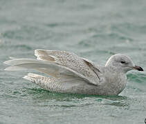 Iceland Gull