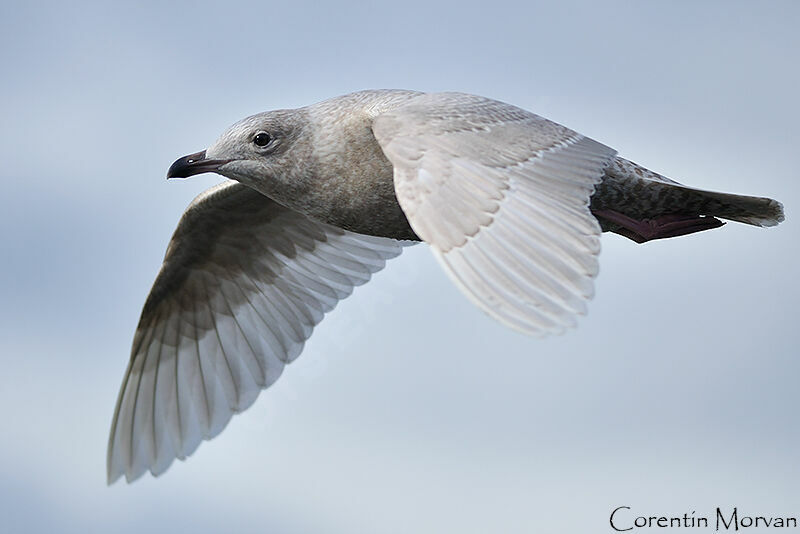 Iceland Gull