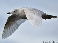 Iceland Gull