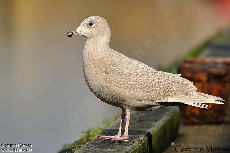 Goéland à ailes blanches