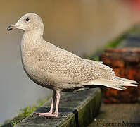 Iceland Gull