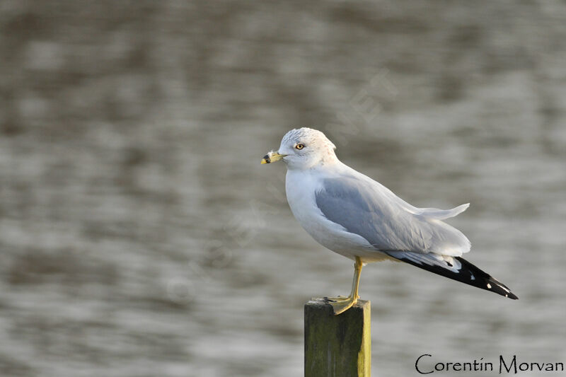 Ring-billed Gull