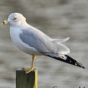 Ring-billed Gull