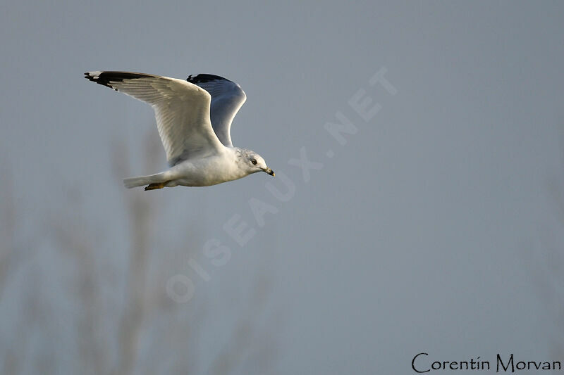 Ring-billed Gull