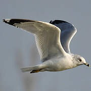 Ring-billed Gull