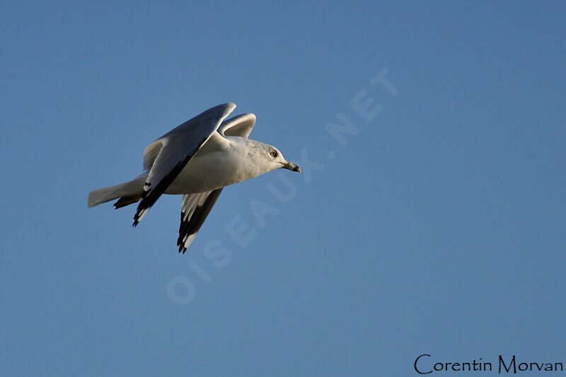 Ring-billed Gull