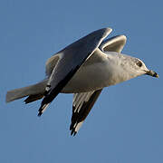 Ring-billed Gull