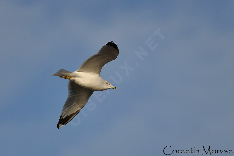 Ring-billed Gull