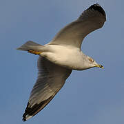 Ring-billed Gull