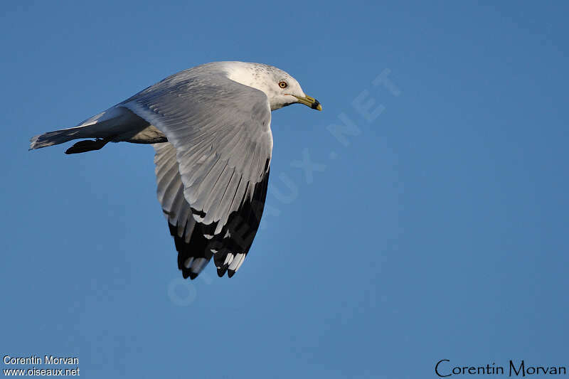 Ring-billed Gull, Flight