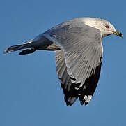 Ring-billed Gull