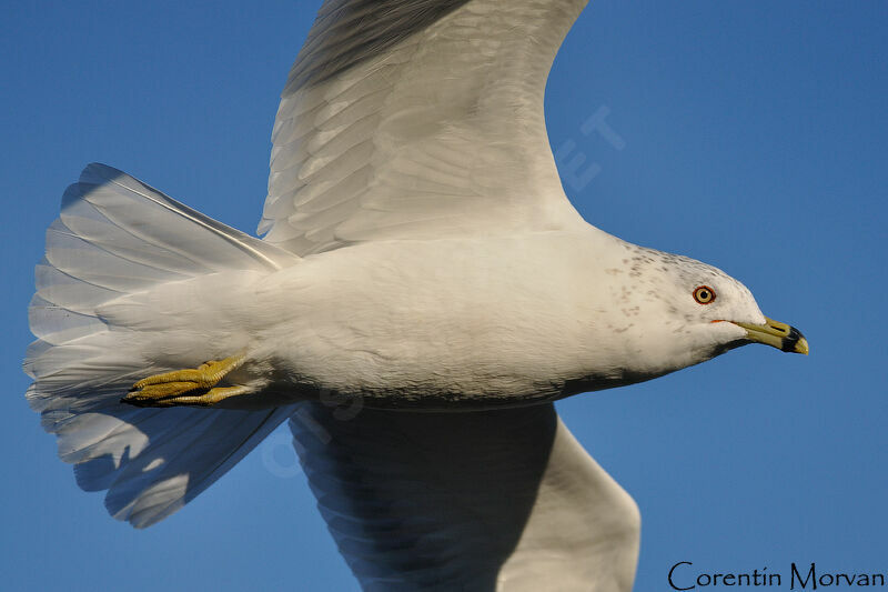 Ring-billed Gull