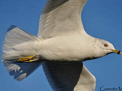 Ring-billed Gull