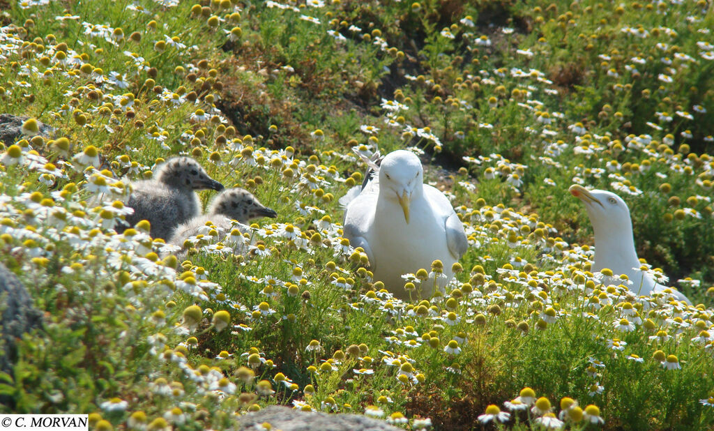 European Herring Gull