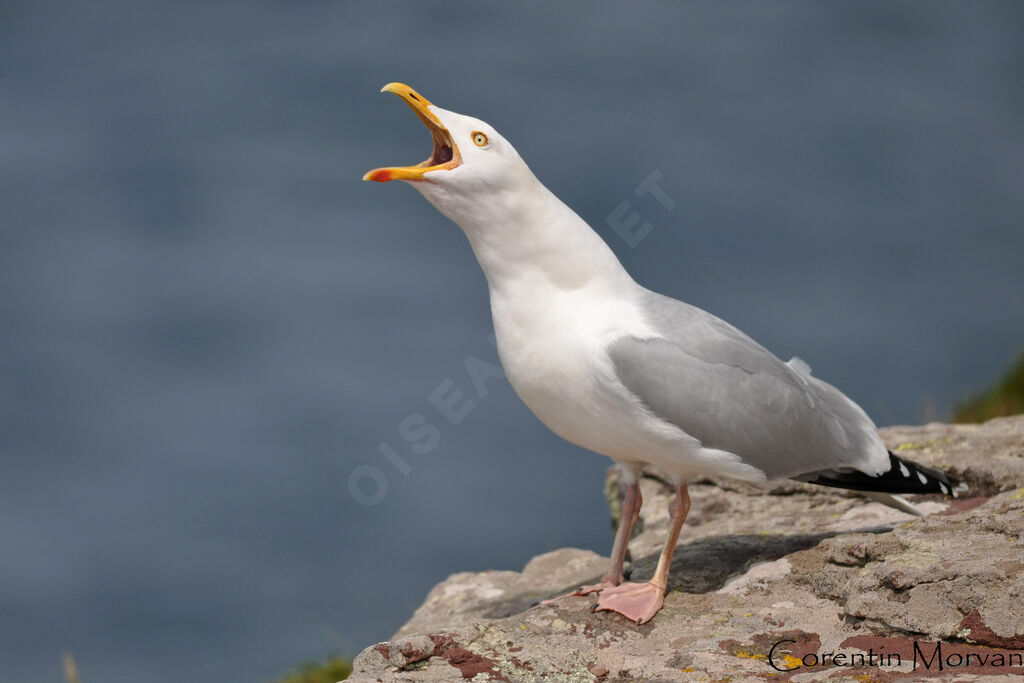 Goéland argenté