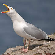 European Herring Gull