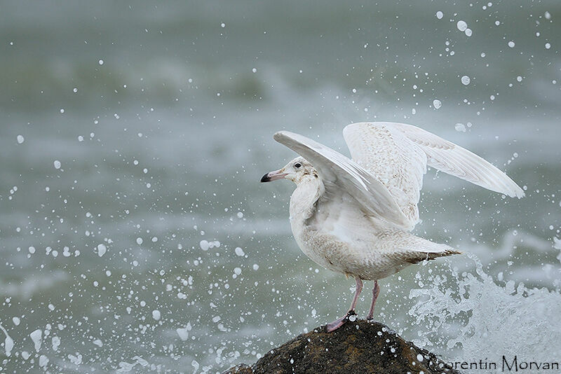 Glaucous Gull