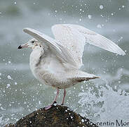 Glaucous Gull