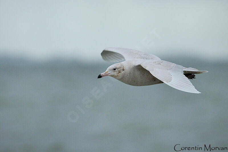 Glaucous Gull