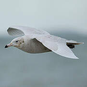 Glaucous Gull