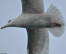 Glaucous Gull