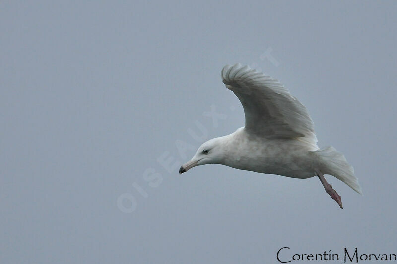 Glaucous Gull