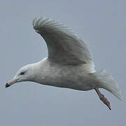 Glaucous Gull