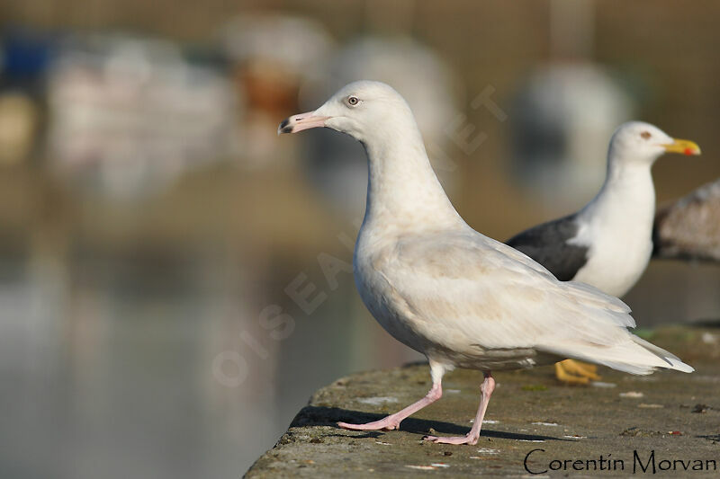 Glaucous Gull