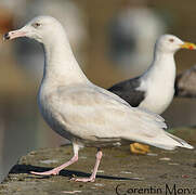 Glaucous Gull