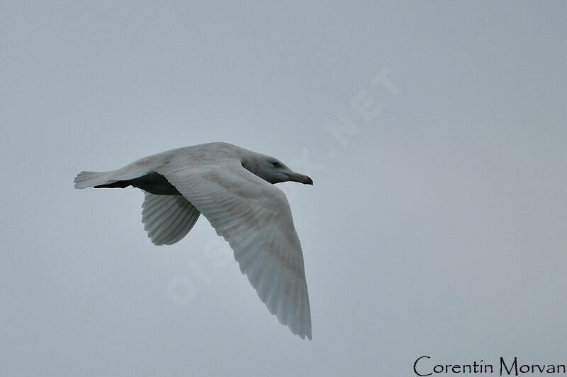 Glaucous Gull