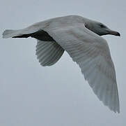 Glaucous Gull