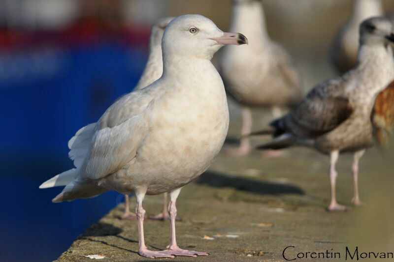 Glaucous Gull