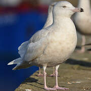 Glaucous Gull