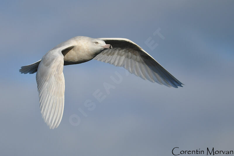 Glaucous Gull