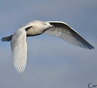 Glaucous Gull