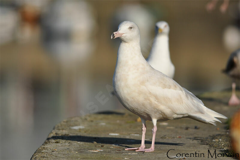 Glaucous Gull