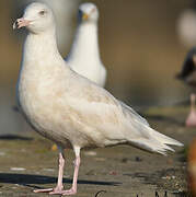 Glaucous Gull