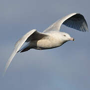 Glaucous Gull