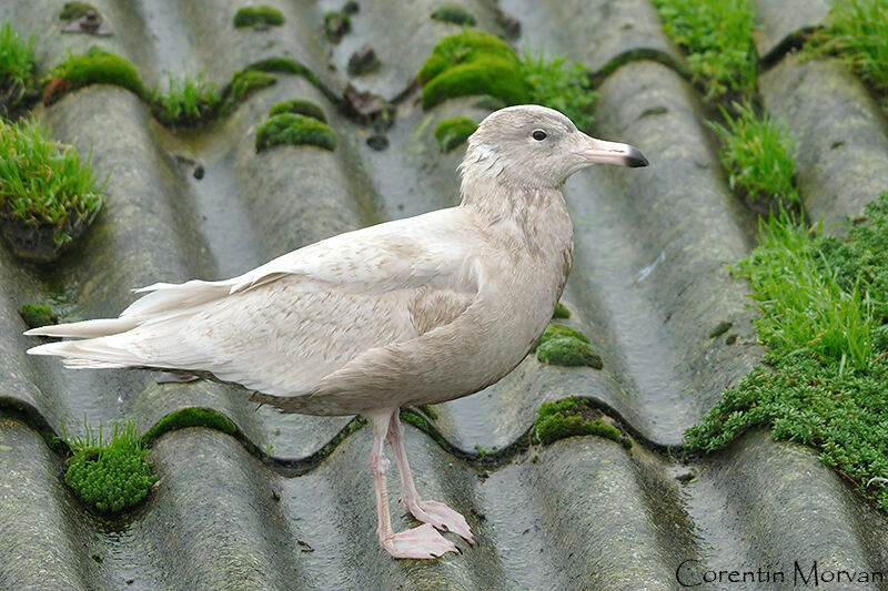 Glaucous Gull