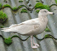 Glaucous Gull