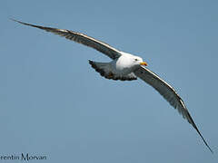 Lesser Black-backed Gull