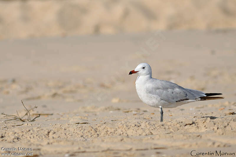 Audouin's Gull