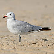 Audouin's Gull