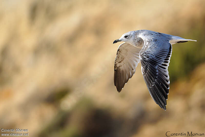 Audouin's Gullimmature, Flight