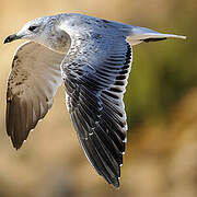 Audouin's Gull