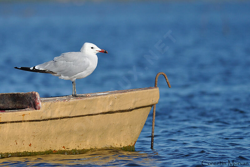 Audouin's Gull