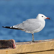 Audouin's Gull