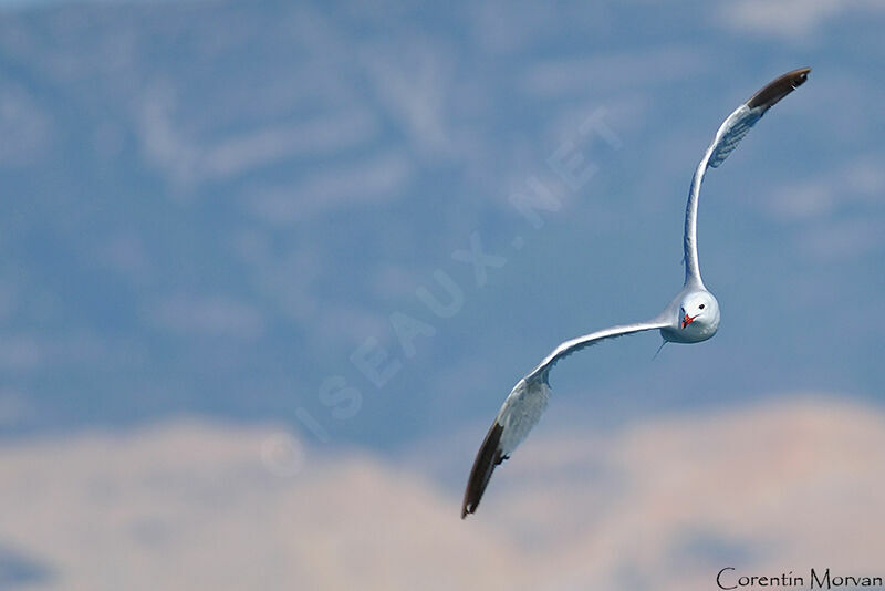 Audouin's Gull